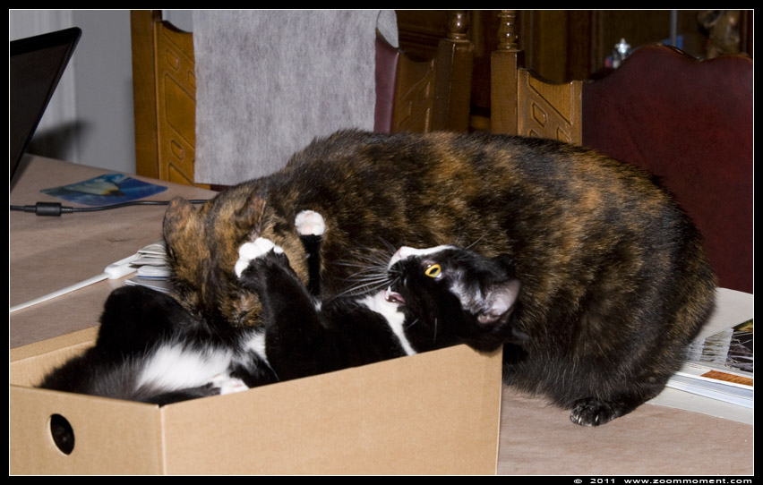 Miechka en Pruts spelend
Trefwoorden: Miechka Pruts Felis domestica cat kat kitten
