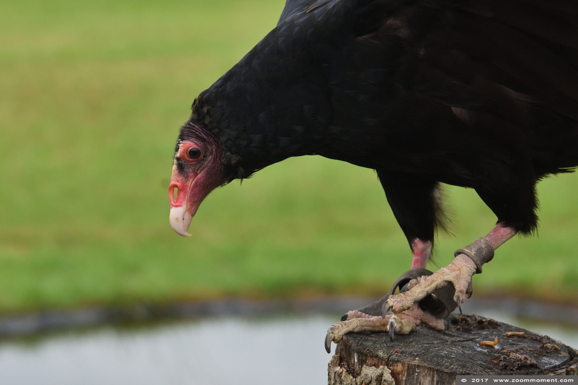 kalkoengier of roodkopgier  ( Cathartes aura ) turkey vulture 
Trefwoorden: Rob Vogelhof Boxtel kalkoengier roodkopgier Cathartes aura turkey vulture