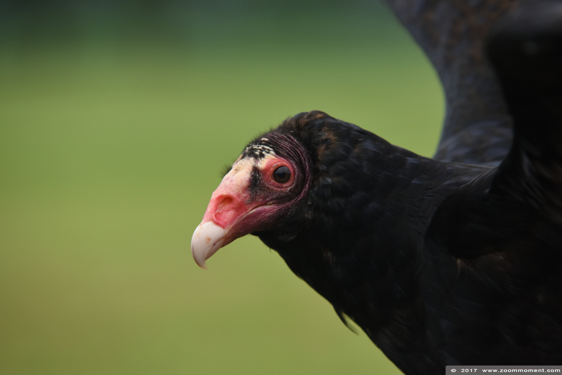 kalkoengier of roodkopgier  ( Cathartes aura ) turkey vulture 
Trefwoorden: Rob Vogelhof Boxtel kalkoengier roodkopgier Cathartes aura turkey vulture