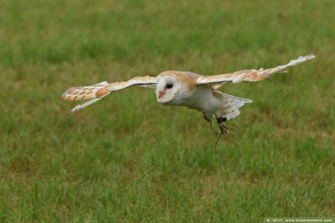 kerkuil ( Tyto alba ) barn owl
Trefwoorden: Rob Vogelhof Boxtel kerkuil Tyto alba barn owl