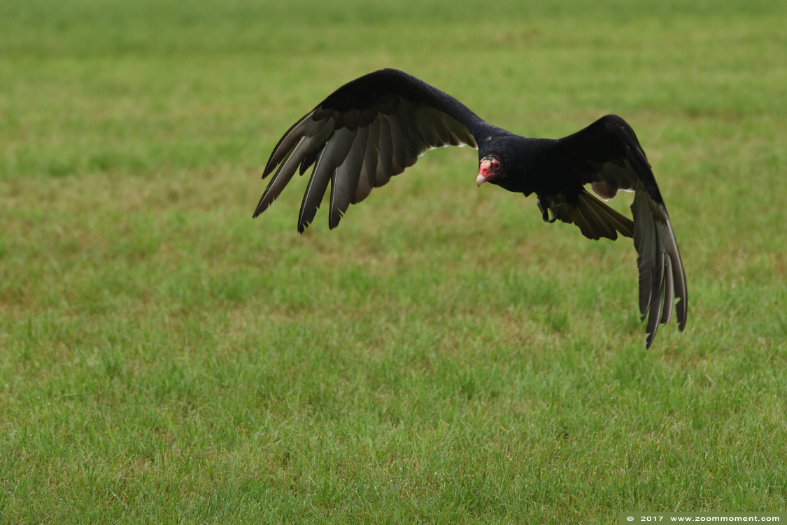 kalkoengier of roodkopgier  ( Cathartes aura ) turkey vulture 
Keywords: Rob Vogelhof Boxtel kalkoengier roodkopgier Cathartes aura turkey vulture