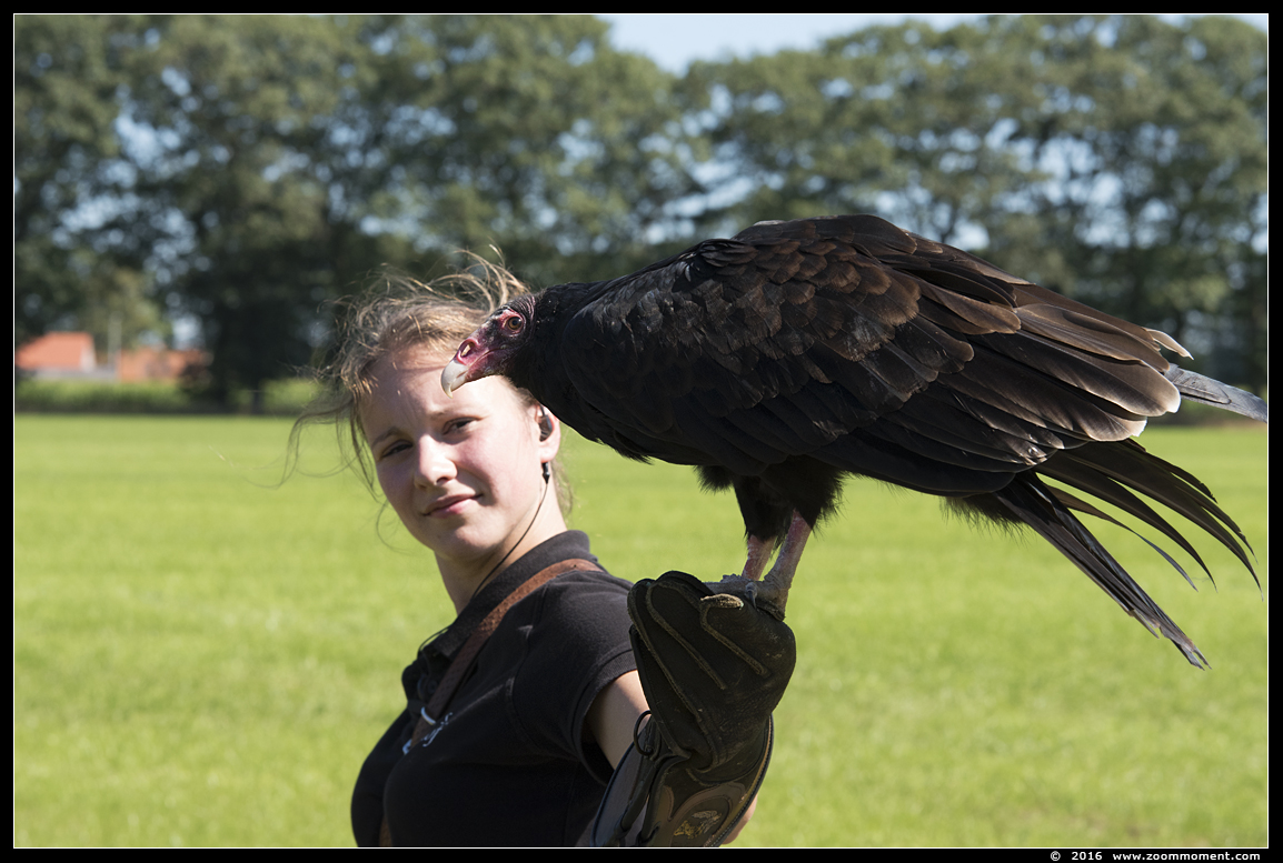 kalkoengier of roodkopgier  ( Cathartes aura ) turkey vulture 
Trefwoorden: Rob Vogelhof Boxtel  kalkoengier roodkopgier  Cathartes aura  turkey vulture