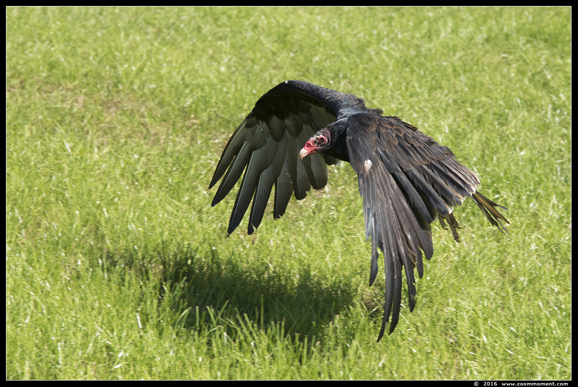 kalkoengier of roodkopgier  ( Cathartes aura ) turkey vulture 
Trefwoorden: Rob Vogelhof Boxtel  kalkoengier roodkopgier  Cathartes aura  turkey vulture