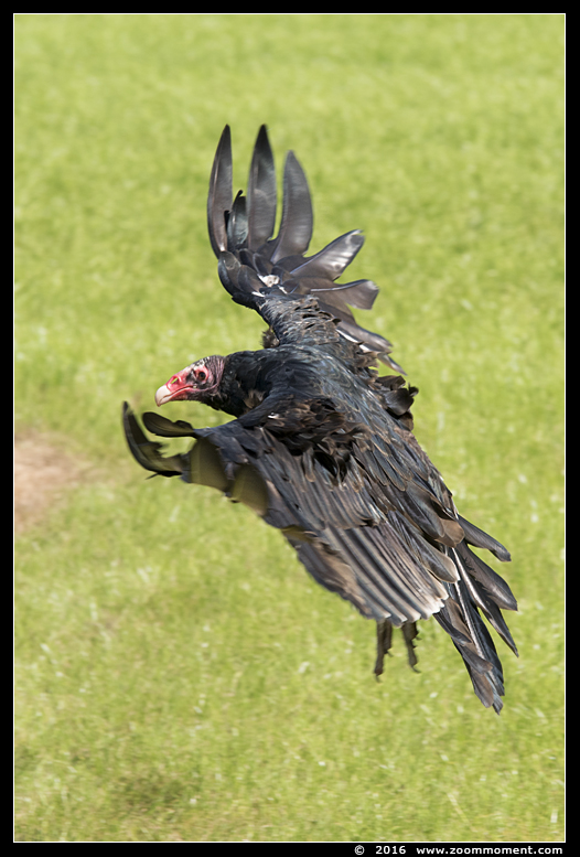 kalkoengier of roodkopgier ( Cathartes aura ) turkey vulture
Trefwoorden: Rob Vogelhof Boxtel  kalkoengier roodkopgier  Cathartes aura  turkey vulture