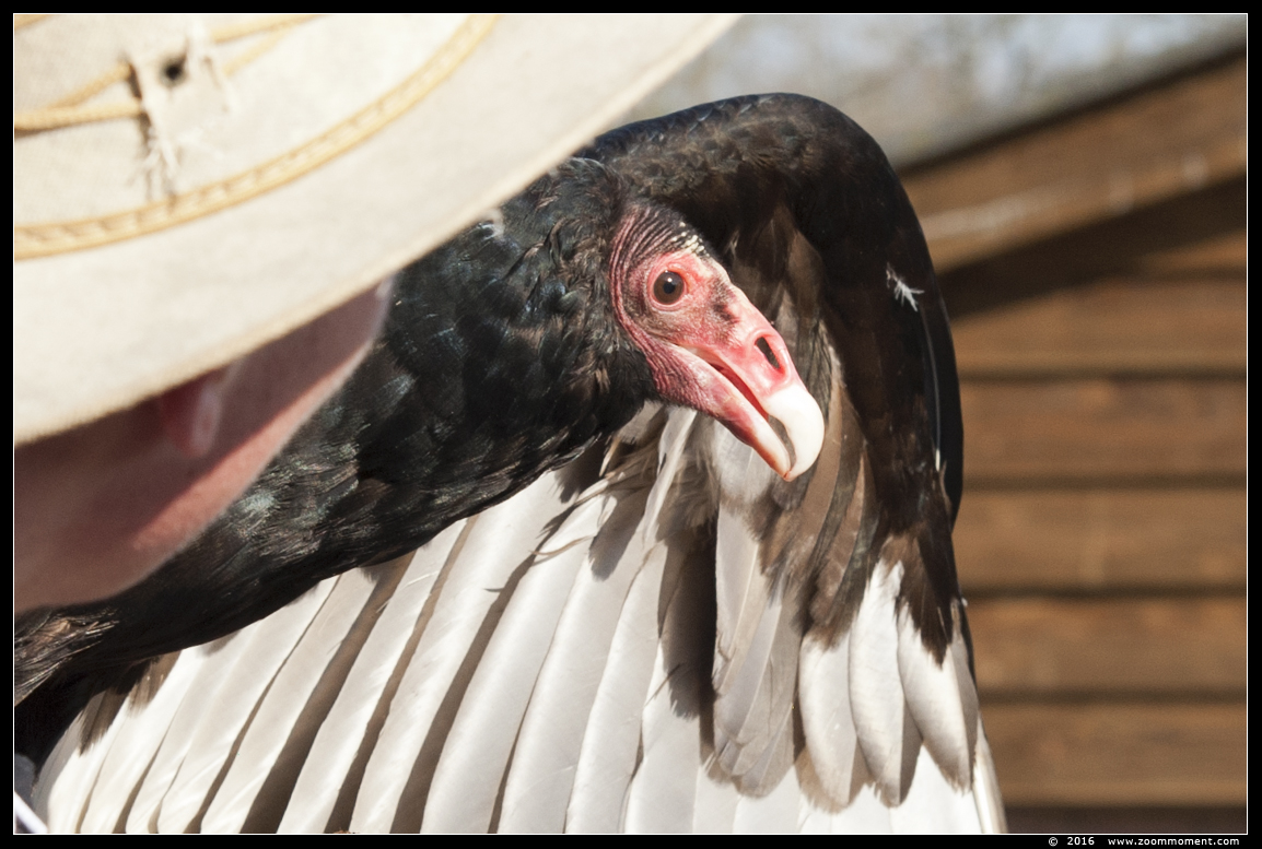 kalkoengier of roodkopgier (  Cathartes aura )  turkey vulture
Trefwoorden: Rob Vogelhof Boxtel  kalkoengier roodkopgier  Cathartes aura  turkey vulture