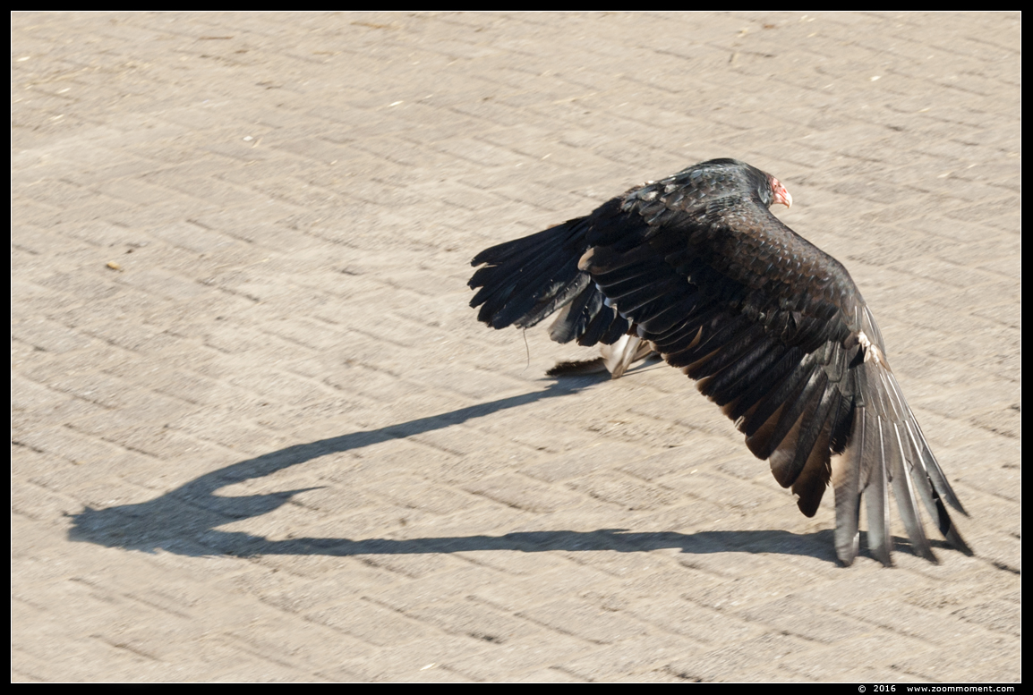 kalkoengier of roodkopgier (  Cathartes aura )  turkey vulture
Trefwoorden: Rob Vogelhof Boxtel  kalkoengier roodkopgier  Cathartes aura  turkey vulture