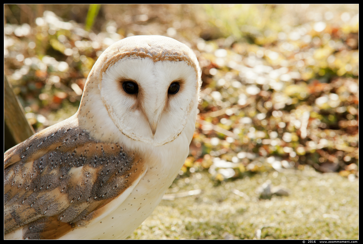 kerkuil  ( Tyto alba )  barn owl
Trefwoorden: kerkuil  Tyto alba  barn owl