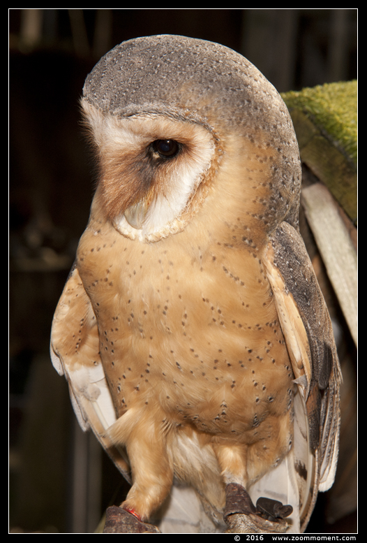 kerkuil  ( Tyto alba )  barn owl
Ключевые слова: kerkuil  Tyto alba  barn owl