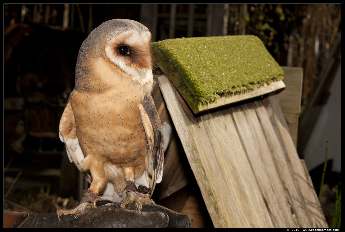 kerkuil  ( Tyto alba )  barn owl
Słowa kluczowe: kerkuil  Tyto alba  barn owl