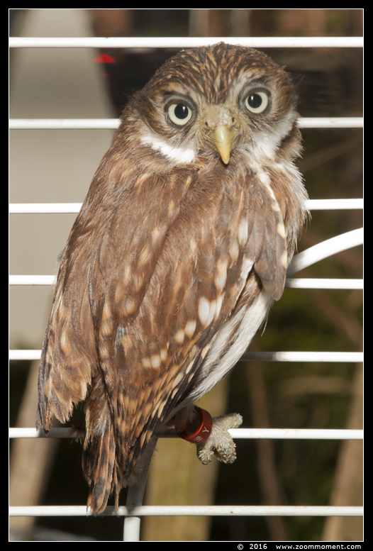 Braziliaans dwerguiltje  ( Glaucidium brasilianum ) ferruginous pygmy owl
