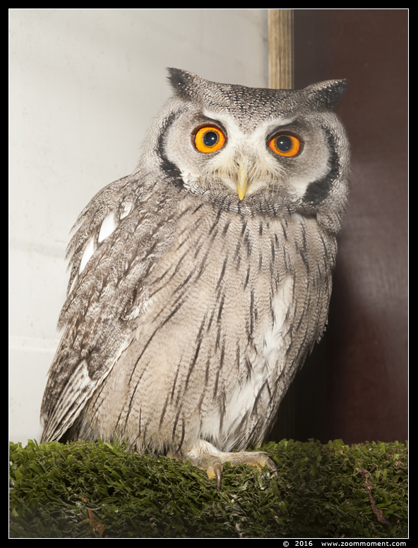 witwangdwergooruil  ( Ptilopsis granti ) white-faced owl 
Trefwoorden: witwangdwergooruil   Ptilopsis granti  white-faced owl 