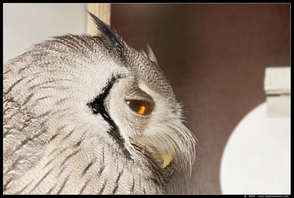 witwangdwergooruil  ( Ptilopsis granti ) white-faced owl 
Trefwoorden: witwangdwergooruil   Ptilopsis granti  white-faced owl 