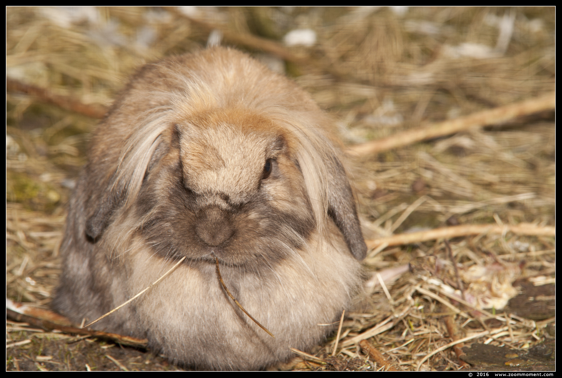 konijn rabbit
Trefwoorden: konijn rabbit