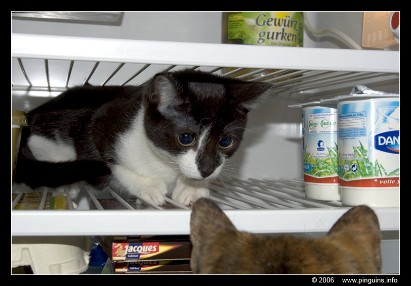 poes  ( Felis domestica ) cat   : Krieby
Het eten in de ijskast kan ze niet weerstaan.
She can not resist to the food in the fridge
Trefwoorden: Krieby Felis domestica cat kat kitten poes