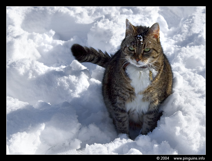 poes  ( Felis domestica ) cat   : Streep
Onze poes Streep in de sneeuw, op de foto 9 jaar oud, spijtig genoeg moesten we ze laten inslapen in 2006.
Our cat Streep in the snow, 9 years old on the picture, sadly not alive anymore since sept 2006
Keywords: Felis domestica cat kat Streep