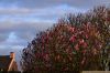 DSC_47878_Tuin20_magnoliac.jpg