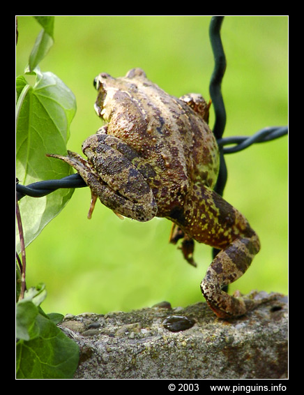 bruine kikker  ( Rana temporaria )  common frog
Trefwoorden: Rana temporaria bruine kikker common frog
