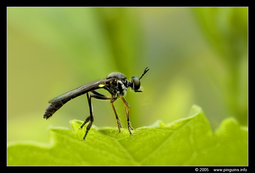 roofvlieg ( Dioctria hyalipennis ) predator fly?
Trefwoorden: Dioctria hyalipennis vlieg roofvlieg fly