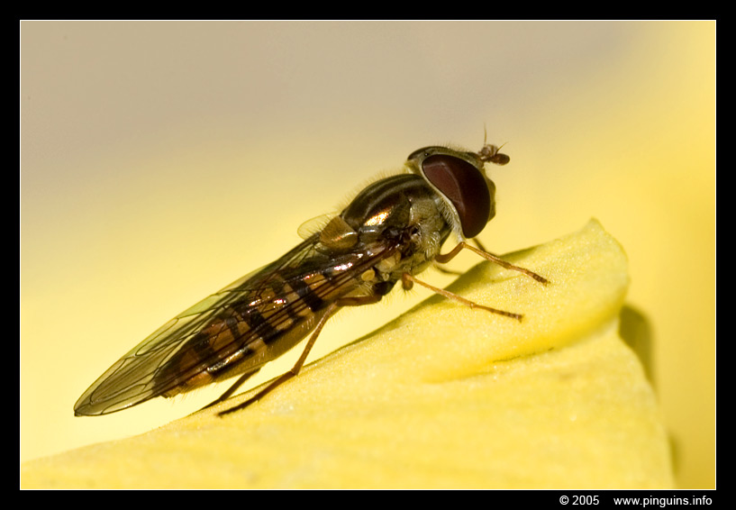 snorzweefvlieg of pyjamazweefvlieg  ( Episyrphus balteatus )    marmelade fly
Trefwoorden: Episyrphus balteatus Snorzweefvlieg pyjamazweefvlieg Marmelade fly