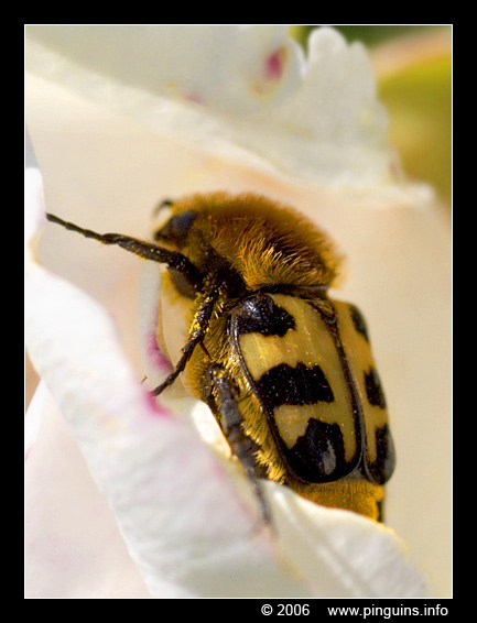kever   ( Trichius zonatus ) bug
Trefwoorden: Trichius zonatus