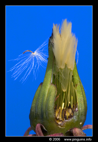 paardebloem  ( Taraxacum officinalis )  dandelion
Keywords: Taraxacum officinalis paardebloem dandelion