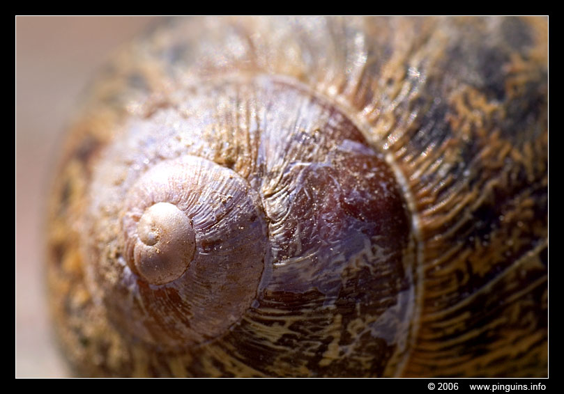 Segrijnslak ( Helix aspersa )
Trefwoorden: slak snail slakkenhuis Segrijnslak  Helix aspersa