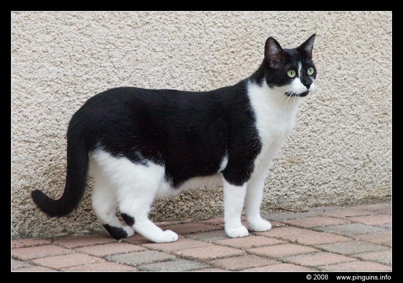 poes  ( Felis domestica ) cat   : Krieby
Trefwoorden: Felis domestica cat kat poes  Krieby