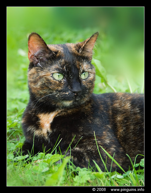 poes  ( Felis domestica ) cat   : Pruts
Trefwoorden: Felis domestica cat kat poes Pruts