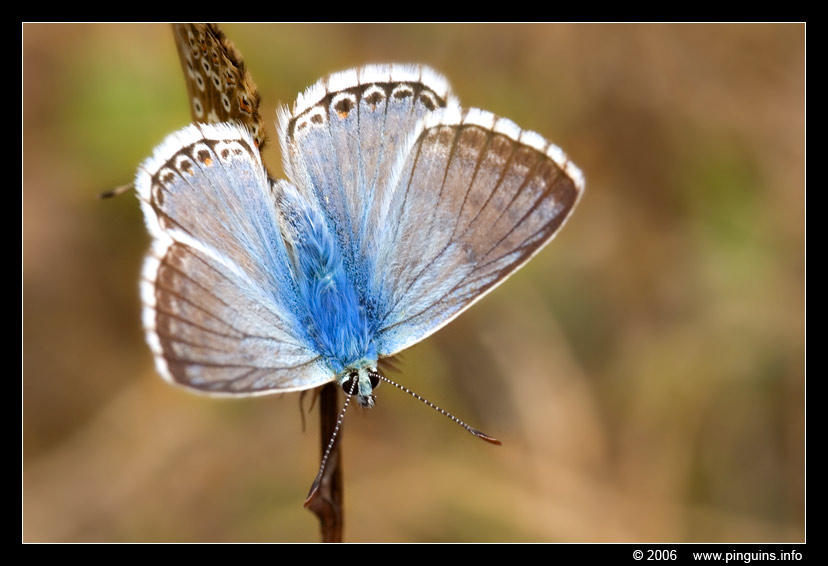 icarus blauwtje  ( Polyommatus icarus )  common blue
Trefwoorden: Viroinval Nismes Fondry des Chiens Belgie Belgium vlinder butterfly Polyommatus icarus icarus blauwtje common blue