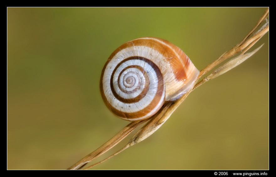 slak  ( Cepaea )   snail
Trefwoorden: Viroinval Nismes Fondry des Chiens Belgie Belgium slak snail Cepaea