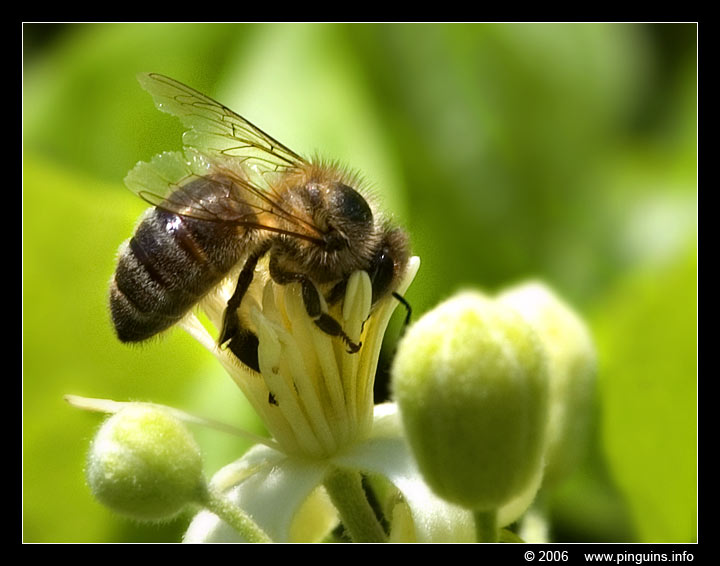 bee  honingbij
Trefwoorden: Viroinval Nismes Fondry des Chiens Belgie Belgium bee bij insect honingbij