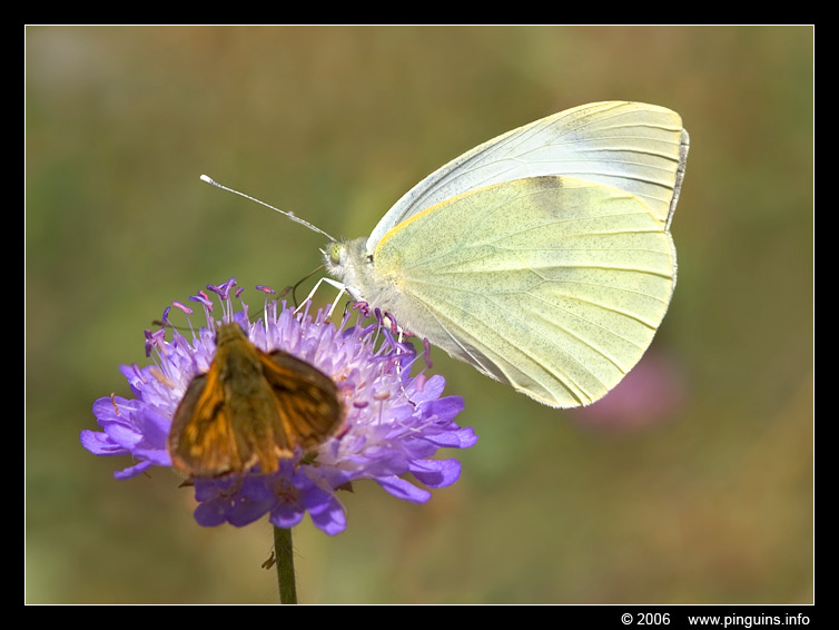 klein koolwitje  ( Pieris rapae )  small white
Trefwoorden: Viroinval Nismes Fondry des Chiens Belgie Belgium vlinder butterfly klein koolwitje large white Pieris rapae