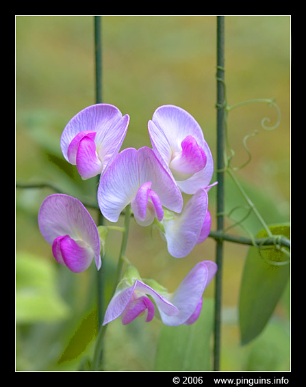 orchid    orchidee
Palavras chave: Viroinval Nismes Fondry des Chiens Belgie Belgium orchidee orchid