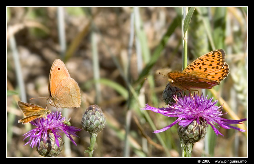 butterflies   vlinders
Trefwoorden: Viroinval Nismes Fondry des Chiens Belgie Belgium vlinder butterfly