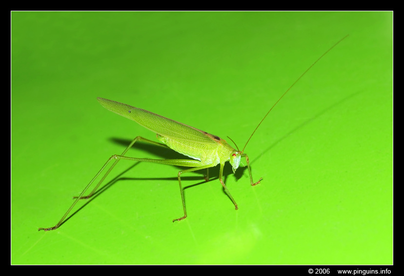 sabelsprinkhaan  Grasshopper   sprinkhaan
Trefwoorden: sprinkhaan grasshopper sabelsprinkhaan Orthoptera