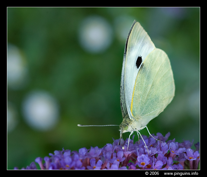 klein koolwitje ( Pieris rapae ) small white
Trefwoorden: klein koolwitje Pieris rapae small white vlinder butterfly