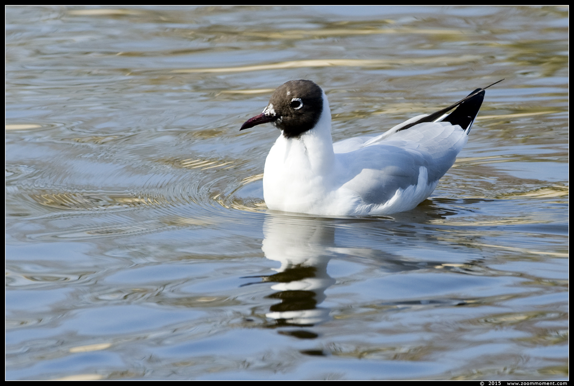 zwartkopmeeuw  ( Larus melanocephalus )  Mediterranean gull
Trefwoorden: zwartkopmeeuw Larus melanocephalus Mediterranean gull Rotterdam
