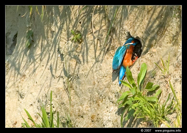 ijsvogel  ( Alcedo atthis ) kingfisher
Trefwoorden: Warandeputten Oostkamp Belgie Belgium ijsvogel Alcedo atthis kingfisher vogel bird