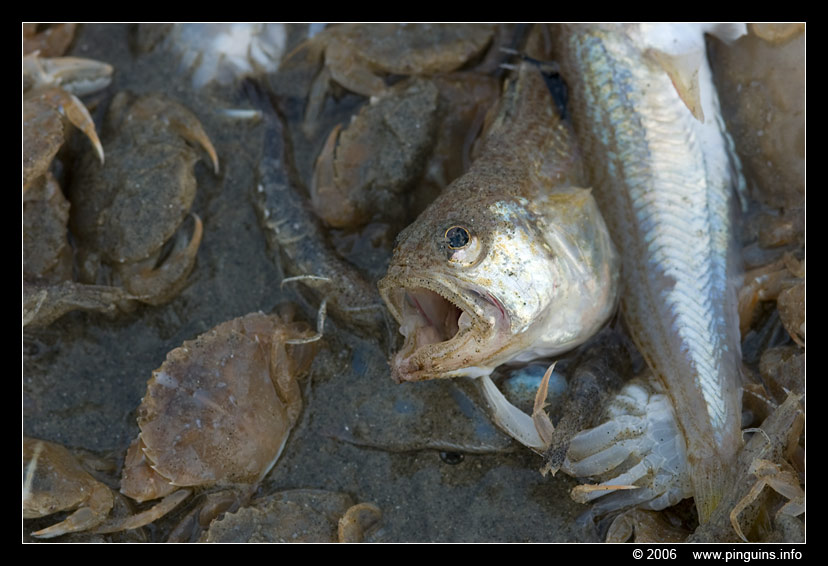 dode vis   death fish
Trefwoorden: dode vis death fish Noordzee Northsea