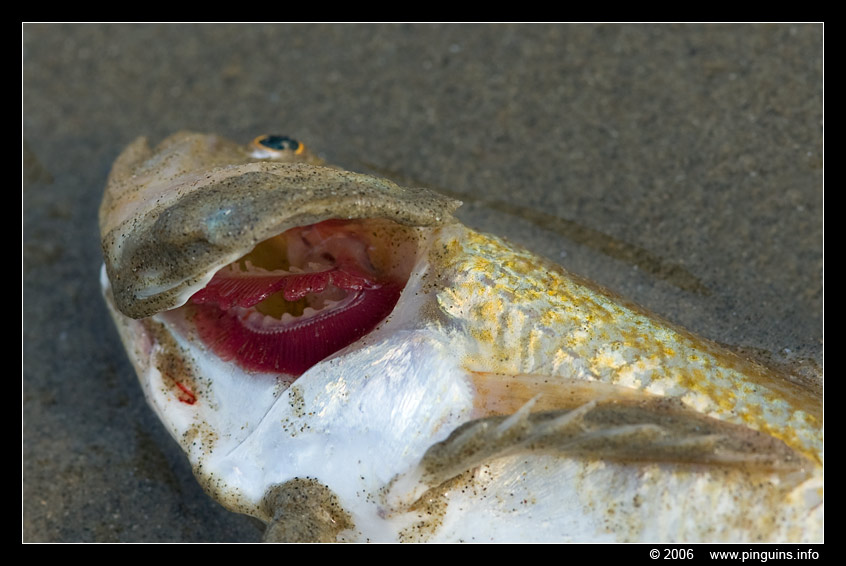 dode vis   death fish
Keywords: dode vis death fish Noordzee Northsea kieuwen