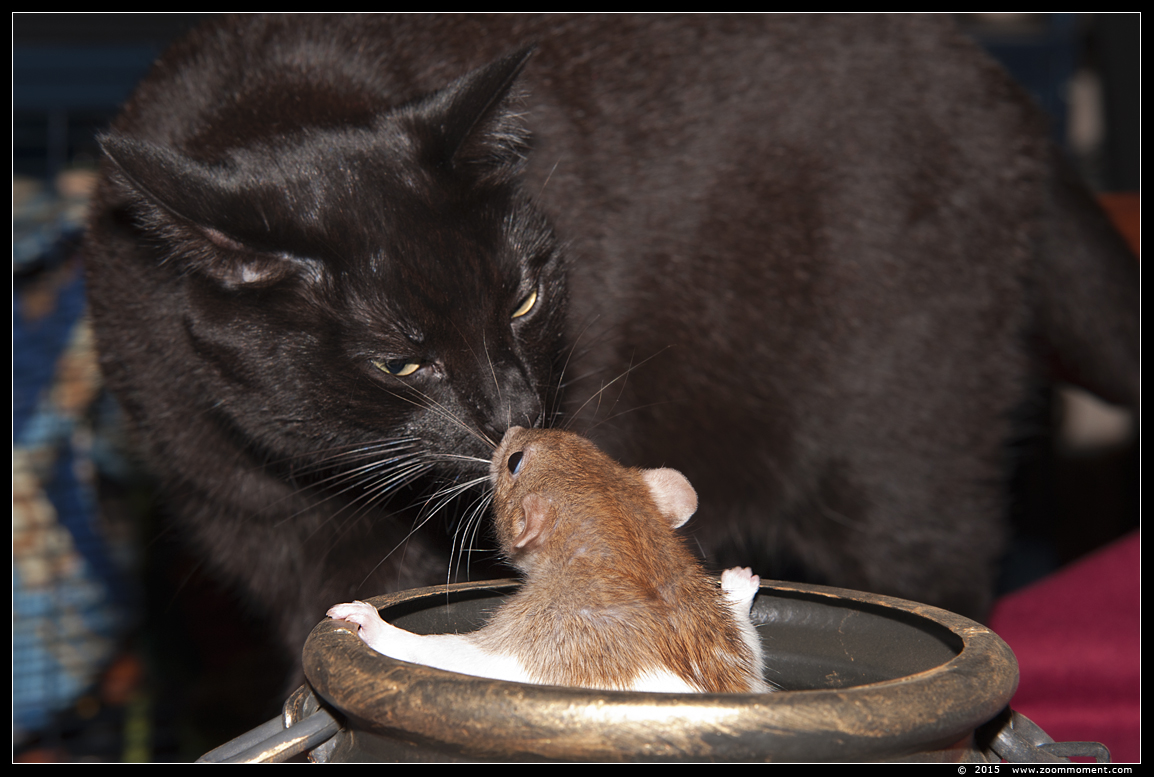 poes ( Felis domestica ) cat : Luna en ratje Brownie 
Keywords: Rattus norvegicus rat Brownie Luna