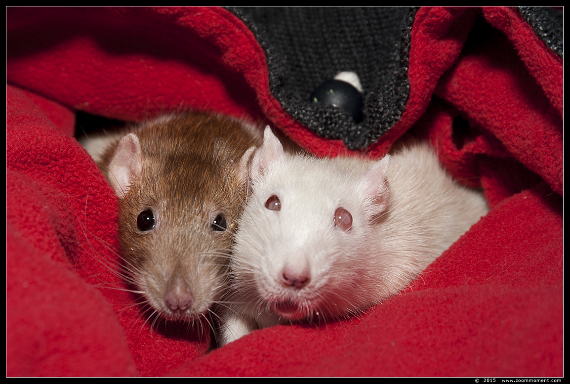 ratje Brownie en Crémeke ( Rattus norvegicus )
Trefwoorden: Rattus norvegicus rat Brownie Crémeke