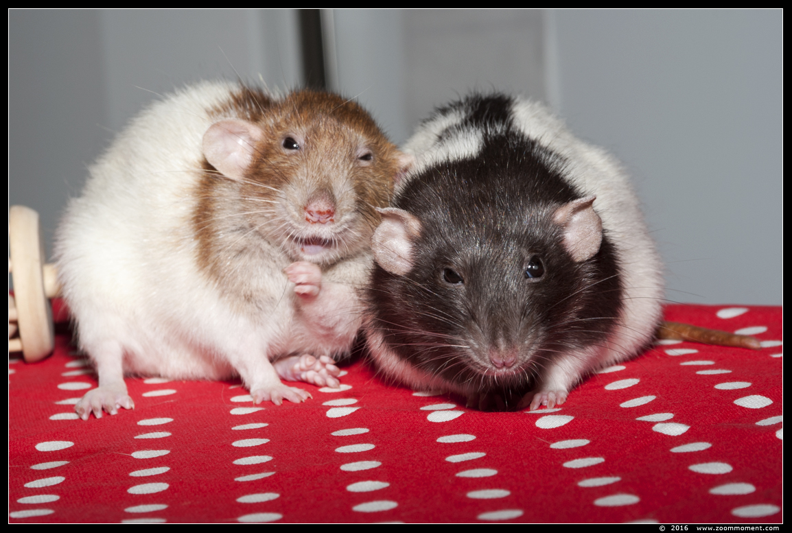 ratje Brownie en Brubru ( Rattus norvegicus )
Trefwoorden: Rattus norvegicus rat  Brownie Brubru