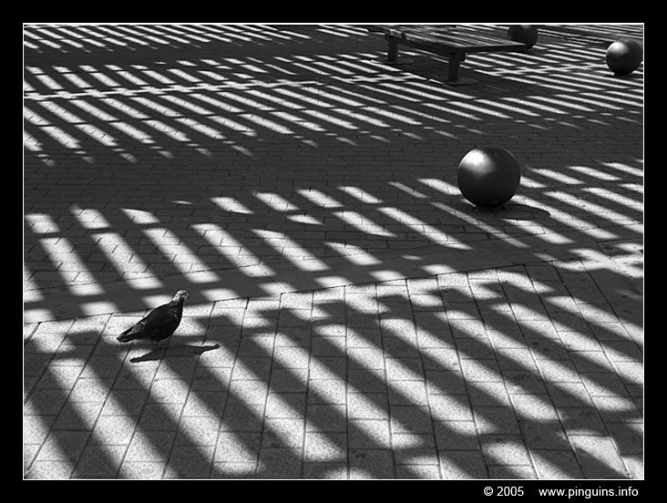 La Gomera
Trefwoorden: La Gomera pigeon, duif shadow schaduw