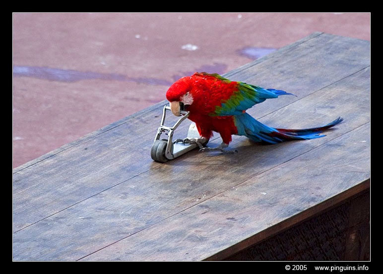 geelvleugelara  ( Ara macao ) scarlet macaw
Trefwoorden: Las Aguilas Tenerife Ara macao Scarlet macaw geelvleugelara ara