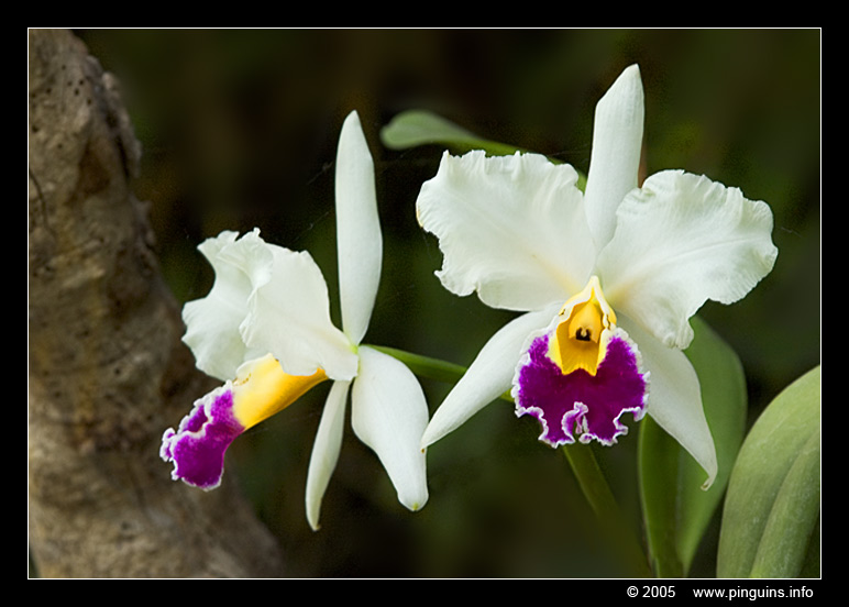 Loroparque orchidee ( orchid )
Trefwoorden: Loroparque Tenerife Loropark Orchid orchidee white wit