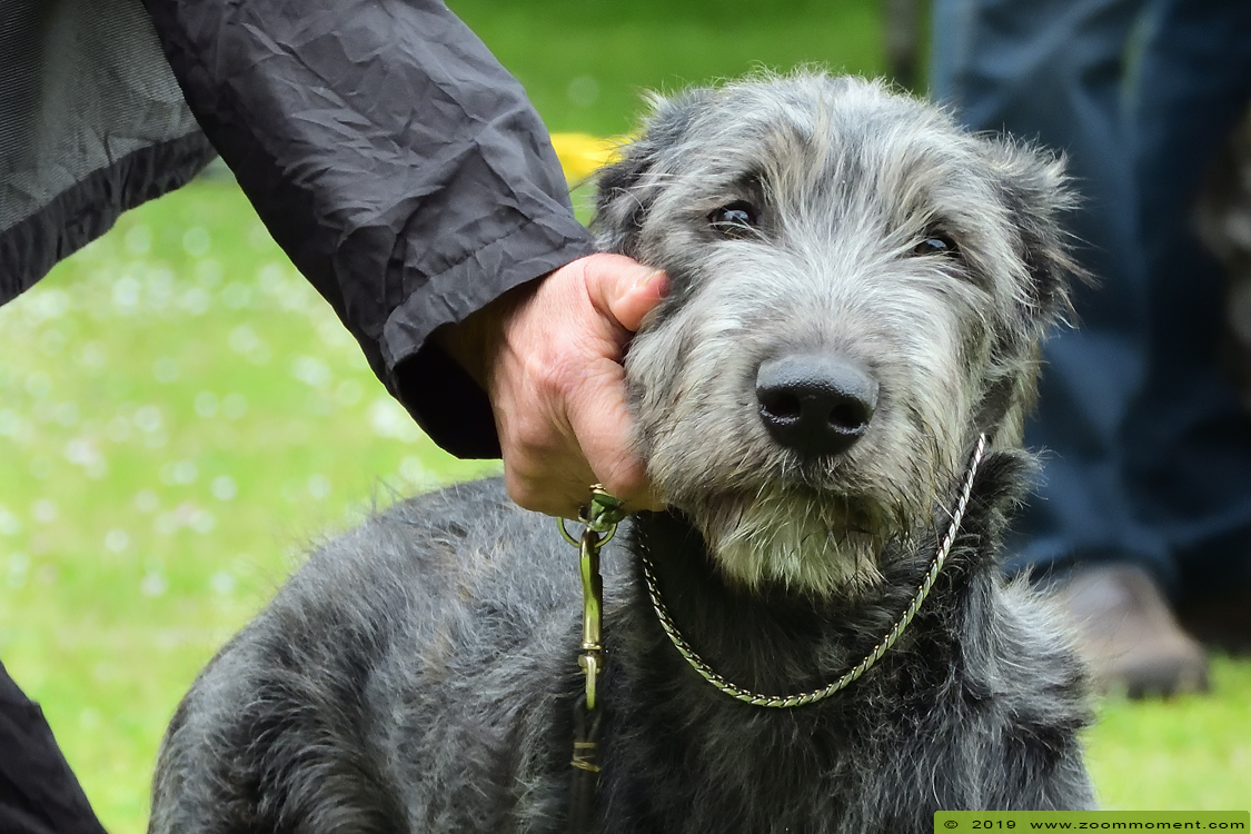 Ierse wolfshond - Irish wolfhound
Junior & Veteranday May 30, 2019 Lokeren
Trefwoorden: Ierse wolfshond Irish wolfhound Junior Veteranday IWCB