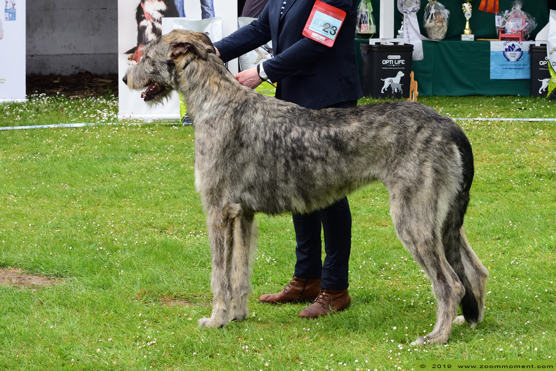 Ierse wolfshond Irish wolfhound Junior Veteranday IWCB
Junior & Veteranday May 30, 2019 Lokeren
Trefwoorden: Ierse wolfshond Irish wolfhound Junior Veteranday IWCB