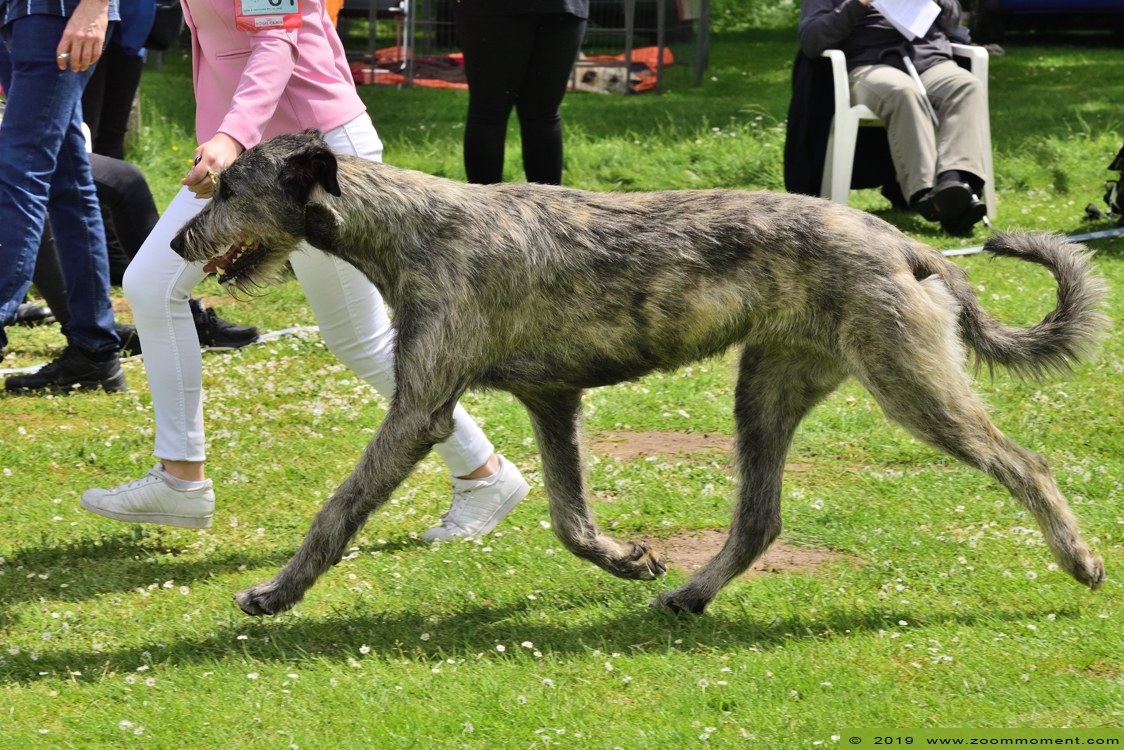 Ierse wolfshond Irish wolfhound Junior Veteranday IWCB
Junior & Veteranday May 30, 2019 Lokeren
Trefwoorden: Ierse wolfshond Irish wolfhound Junior Veteranday IWCB