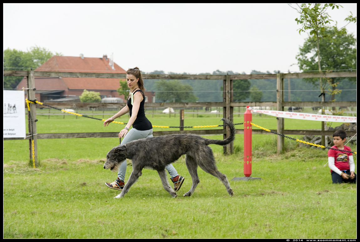 Ierse wolfshond  - Irish wolfhound
Junior & Veteranday     May 29, 2014       Retie
Trefwoorden: Ierse wolfshond Irish wolfhound  Retie